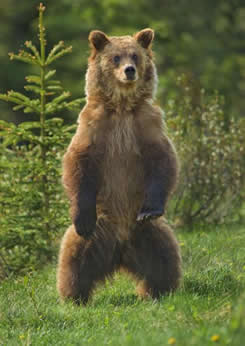 grizzlybear standing